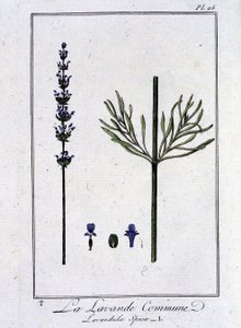 La Lavanda Comune (Lavandula Spica) - in "Esercizi di botanica per l