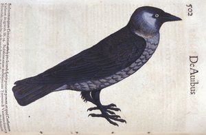 La choucas in Historia Animalium di Conrad Gesner (1516 - 1565), Tiguri da Unknown artist