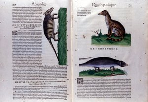 La civetta, la iena e la mangusta, in Historia Animalium di Conrad Gesner (1516 - 1565), Tiguri