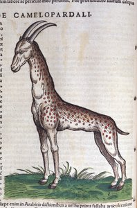 La giraffa. in Historia Animalium di Conrad Gesner (1516 - 1565), Tiguri da Unknown artist