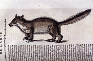La martora in Historia Animalium di Conrad Gesner (1516 - 1565), Tiguri da Unknown artist