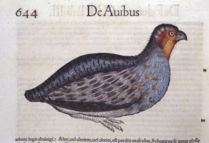 La pernice in Historia Animalium di Conrad Gesner (1516 - 1565), Tiguri da Unknown artist