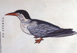 La sterna in Historia Animalium di Conrad Gesner (1516 - 1565), Tiguri da Unknown artist