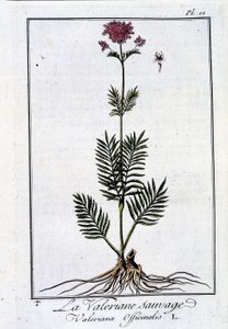La valeriana selvatica - in "Esercizio di botanica ad uso dei commercianti" di J.C. Philibert, imp. di Crapelet, Parigi da Unknown artist
