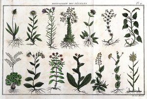 Disposizione delle foglie: in Flora Françoise, o una breve descrizione di tutte le piante che crescono naturalmente in Francia, disposte secondo un nuovo metodo di analisi con la citazione delle loro virtù meno equivoche in medicina e la loro utilità nelle