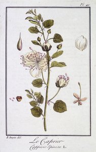 Il cappero (Capparis Spinosa) - in 