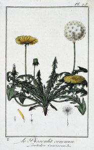 Il Dente di leone comune (Leontodon taraxacum) - in "Esercizi di botanica per commercianti", scritto da J.C. Philibert, Imprimerie de Crapelet, Parigi da Unknown artist