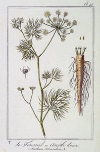 Il Finocchio dolce (Anethum Foeniculum) - in "Esercizi di botanica per commercianti", redatto da J.C. Philibert, Imprimerie de Crapelet, Parigi da Unknown artist