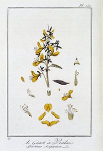 La Ginestra (Spartium Scoparium) - in "Esercizi di botanica per commercianti", redatto da J.C. Philibert, Imprimerie de Crapelet, Parigi da Unknown artist