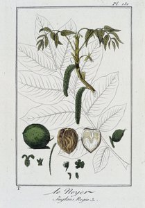Il Noce (Juglans Regia) - in "Esercizi di botanica per commercianti", scritto da J.C. Philibert, Imprimerie de Crapelet, Parigi da Unknown artist