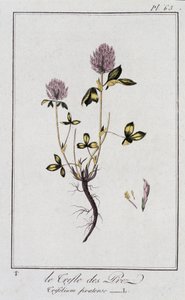 Il Trifoglio dei prati (Trifolium pratense) - in "Esercizi di botanica per commercianti", redatto da J.C. Philibert, Imprimerie de Crapelet, Parigi