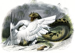 Il ceraste (Vipera cerastes) - Tavola dalla Storia Naturale di Bernard Germain de Lacepede (1856-1925), edizione P.Furme, Parigi