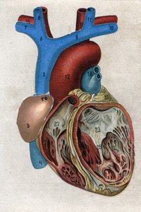 Il cuore. in “La nuova medicina naturale” di F.E. Bilz. 1898