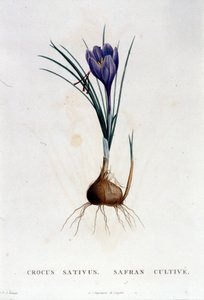 Il croco (Crocus sativus) secondo Botanique di J. Rousseau, Parigi 1822 da Unknown artist