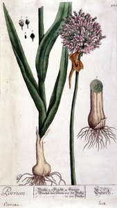 Porro - tavola botanica da Unknown artist