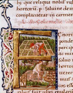 Lettera F dal capitolo sull