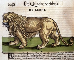 Leone da Historia Animalium di Conrad Gesner, Tiguri 1560. Biblioteca nazionale Braidense. Milano da Unknown artist
