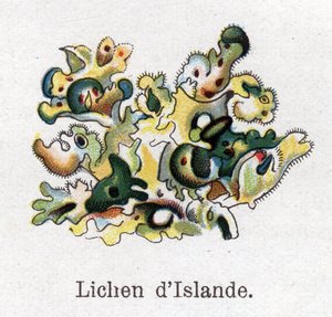 Piante botaniche medicinali e alimentari: lichene islandese. Incisione in 