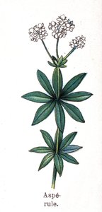 Piante botaniche medicinali e alimentari: asperula. Incisione in "La medication naturelle", di Friedrich Eduard Bilz (1842-1922) da Unknown artist