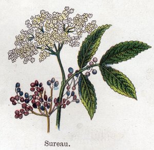 Piante botaniche medicinali e alimentari: sambuco. Incisione in "La medicazione naturale" di Friedrich Eduard Bilz (1842-1922).