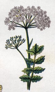 Piante botaniche medicinali e alimentari: grande locage. Incisione in "La medication naturelle", di Friedrich Eduard Bilz (1842-1922)