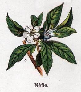 Piante botaniche medicinali e alimentari: nespolo. Incisione in "La medication naturelle", di Friedrich Eduard Bilz (1842-1922)