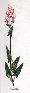 Piante botaniche medicinali e alimentari: acetosa. Incisione in "La medicazione naturale" di Friedrich Eduard Bilz (1842-1922)