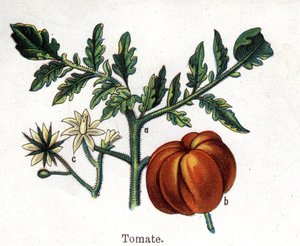 Piante botaniche medicinali e alimentari: pomodoro. Incisione in "La medication naturelle", di Friedrich Eduard Bilz (1842-1922) da Unknown artist