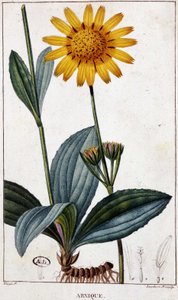 Pianta medicinale: Arnica - tavola botanica, fine XIX secolo da Unknown artist