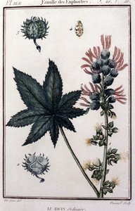 Piante medicinali: ricino comune. Famiglia delle Euphorbiaceae. Tavola botanica del XIX secolo