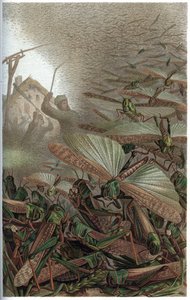 Locusta migratoria - La locusta migratoria (Locust migratoria) - incisione da "Brehm