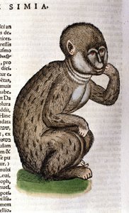 Scimmia dopo la Historia Animalium di Conrad Gesner, Tiguri 1560. Biblioteca nazionale Braidense. Milano da Unknown artist