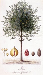 Myristica fragrans - Muscadier (Myristica officinalis). tavola botanica da Unknown artist