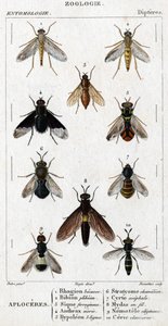 Tavola di storia naturale. Entomologia. Famiglia dei Ditteri