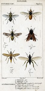 Tavola di storia naturale. Entomologia. Famiglia dei ditteri. Sclerostomi: 6. Stomox grigio; 7. Rhingia beccata; 8. Chrysopside accecante; 8a. testa di profilo; 9. Taon nero; 9a. testa di profilo; 10. Asilo crabroniforme; 10a. testa di profilo; 11. Emboid 