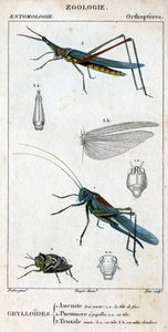 Tavola di storia naturale. Entomologia. Famiglia degli ortotteri. Grylloides: 1. Cavalletta molto verde. 1.a. la testa anteriore; 2. Pneumore ha papille gustative; 2.a. la sua testa; 3. Nasu truxal; 3.a. testa; 3.b. ali estese da Unknown artist