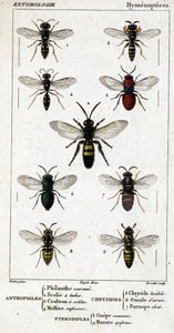 Tavola di storia naturale. Entomologia. Famiglia degli Imenotteri da Unknown artist