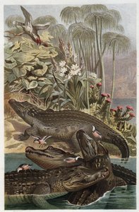 Coccodrillo del Nilo (Crocodylus niloticus) - incisione da 