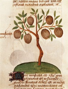 Noce moscata, Descrizione delle piante medicinali e come prepararle. Pagina dal manoscritto "Trattato sulle erbe" (Tractatus de herbis) di Pedanio Dioscoride da Unknown artist