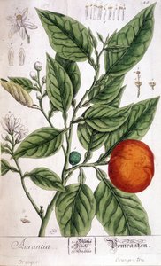 Arancia (Aurentia) - Arti Deco da Unknown artist
