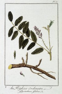 Liquirizia comune (Glycyrrhiza glabra) - in "Esercizi di botanica per l