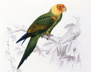 Ornitologia: pappagallo della Carolina (Psittacus carolinensis) da Unknown artist