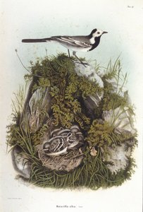 Ornitologia: una ballerina grigia (motacilla alba) vicino al nido dei suoi piccoli. Tavola di zoologia del XIX secolo da Unknown artist