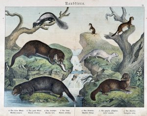 Lontra, furetto, donnola... - in "Natural histories of mammals", ed. Schreiber da Unknown artist