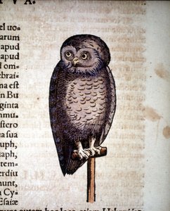 Gufo - da Historiae animalium di Konrad Gesner, Tiguri da Unknown artist