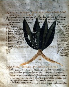 Pagina del manoscritto di Apuleio (Lucius Apuleius) "De viribus herbarum", VIII o IX secolo. Lucca, Biblioteca Governativa.