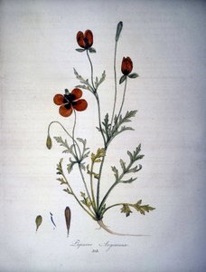 Papaver Argemone (Fiore e pianta di papavero argemone). Erbario del XIX secolo. da Unknown artist
