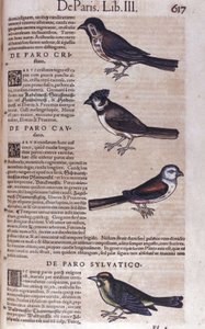 Passeriformi in Historia Animalium di Conrad Gesner (1516-1565), Tiguri da Unknown artist