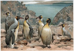 Pinguini - in 