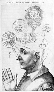 Immagine di fisiognomica (frenologia) da Collectio Operum di Robert Fludd (Robertus de Fluctibus). Londra 1617